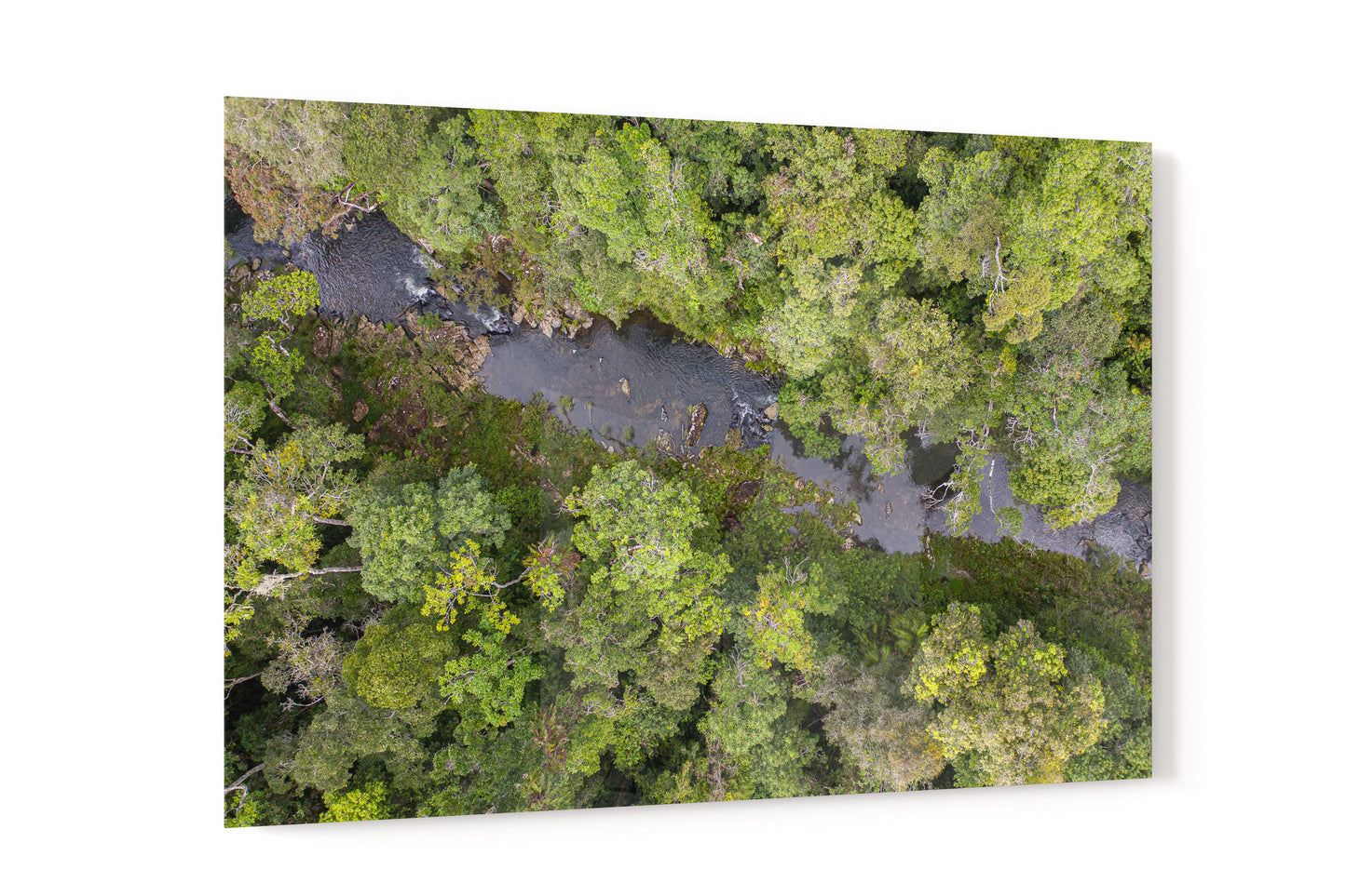 Windin Creek in the Rainforest #2 - Acrylic Print