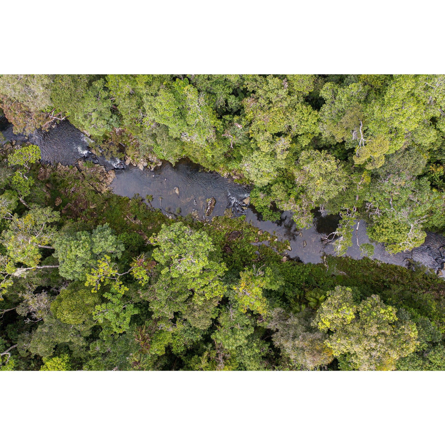 Windin Creek in the Rainforest #2 - Acrylic ICE Block