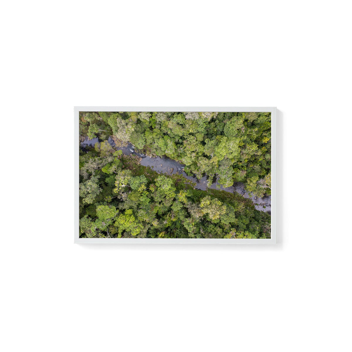 Windin Creek in the Rainforest #3 - Framed Print
