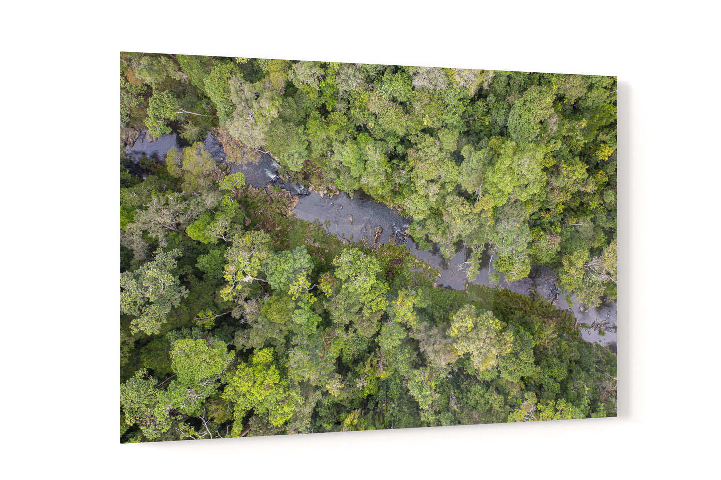 Windin Creek in the Rainforest #3 - Acrylic Print