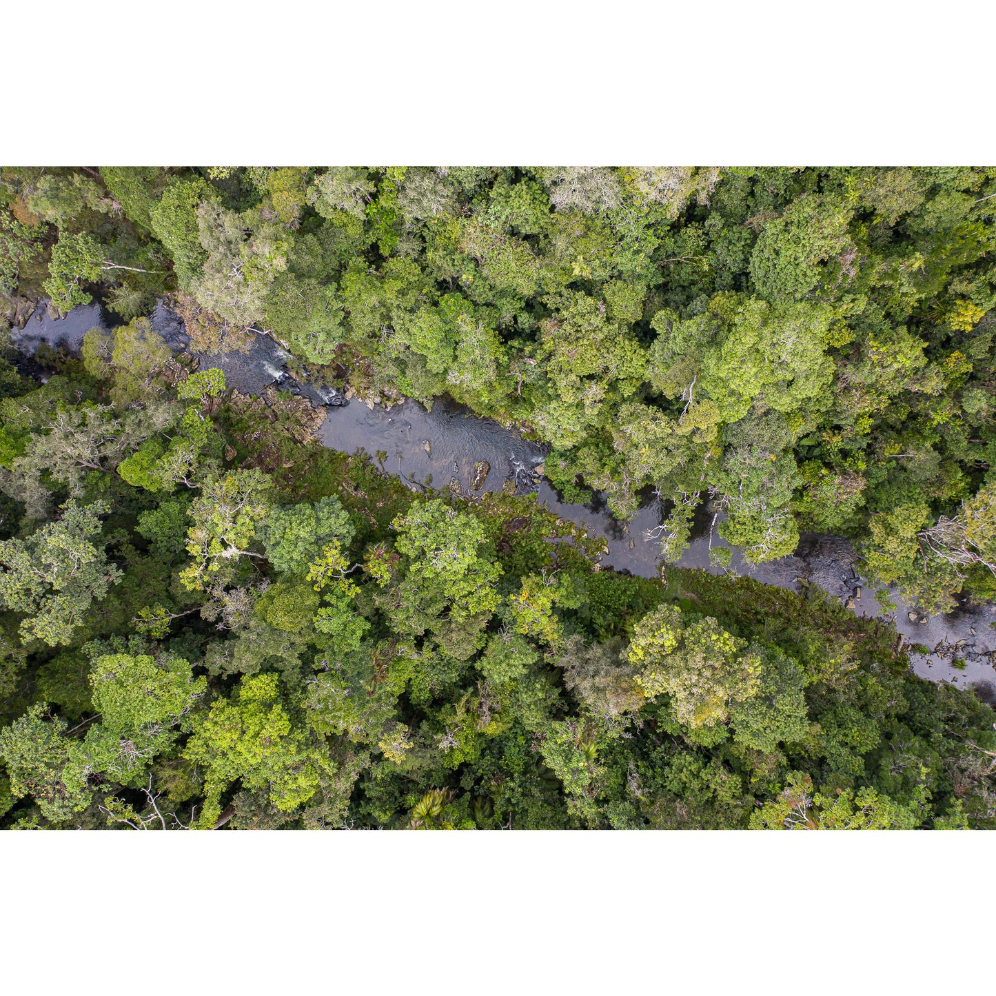 Windin Creek in the Rainforest #3 - Acrylic Print