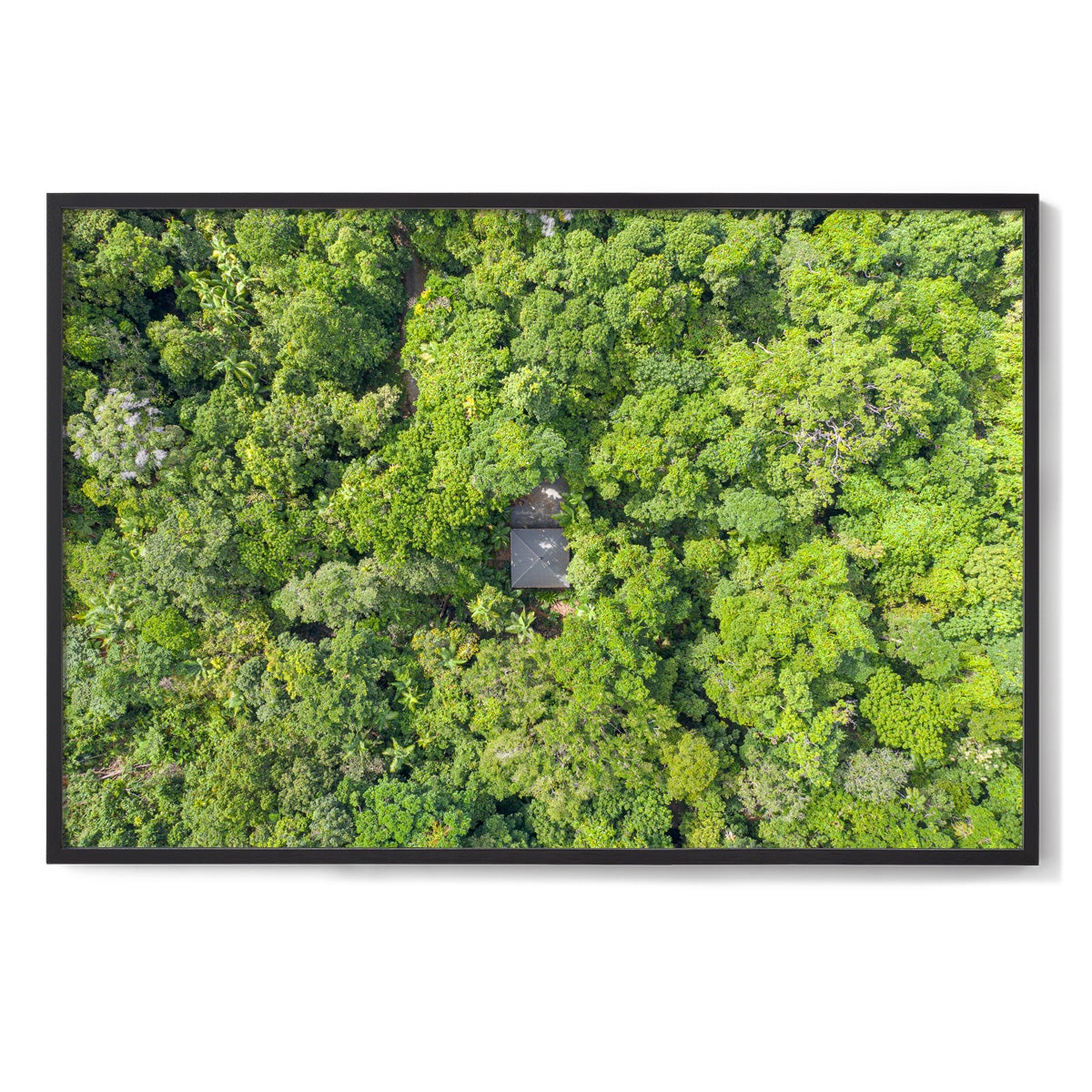 Black Palm Cape Tribulation - Framed Print