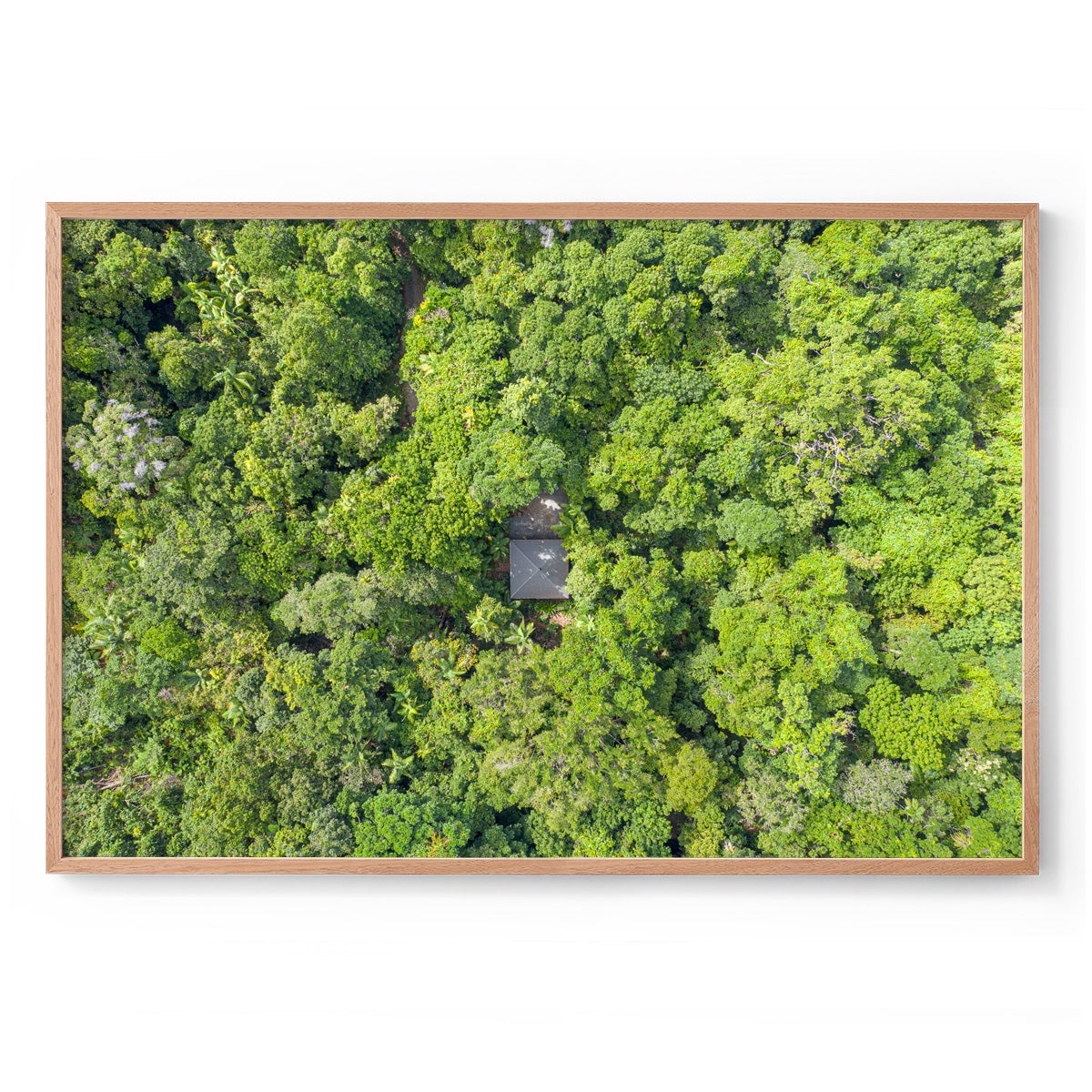 Black Palm Cape Tribulation - Framed Print