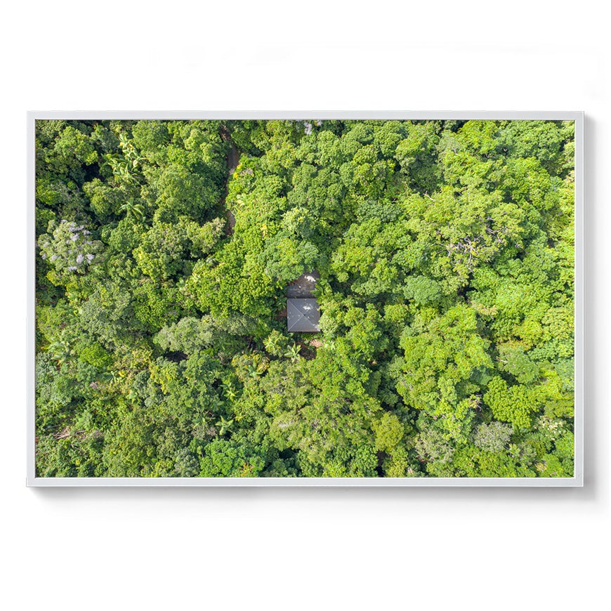 Black Palm Cape Tribulation - Framed Print