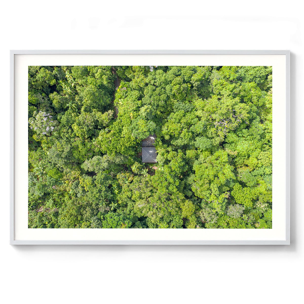 Black Palm Cape Tribulation - Framed Print