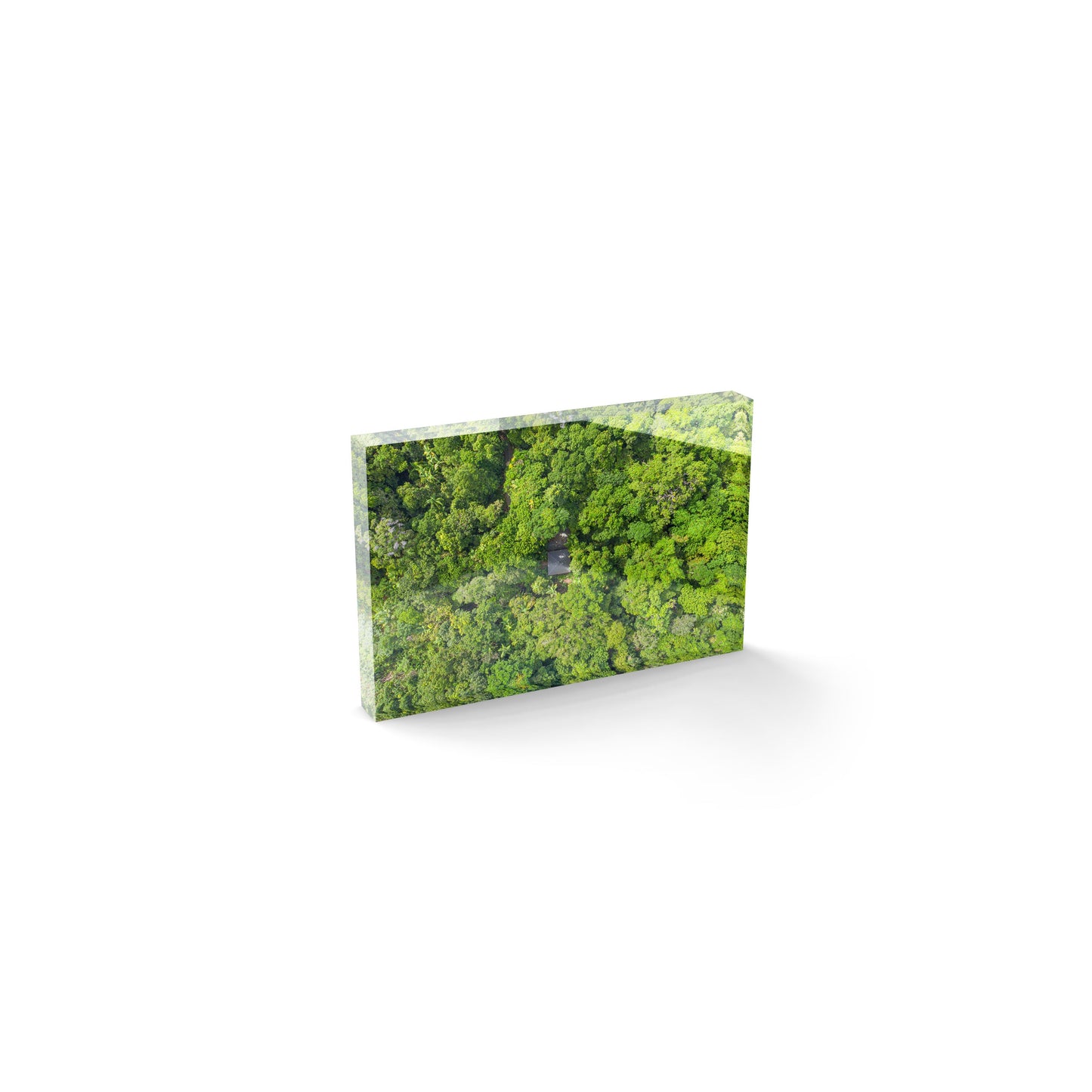 Black Palm Cape Tribulation - Acrylic ICE Block