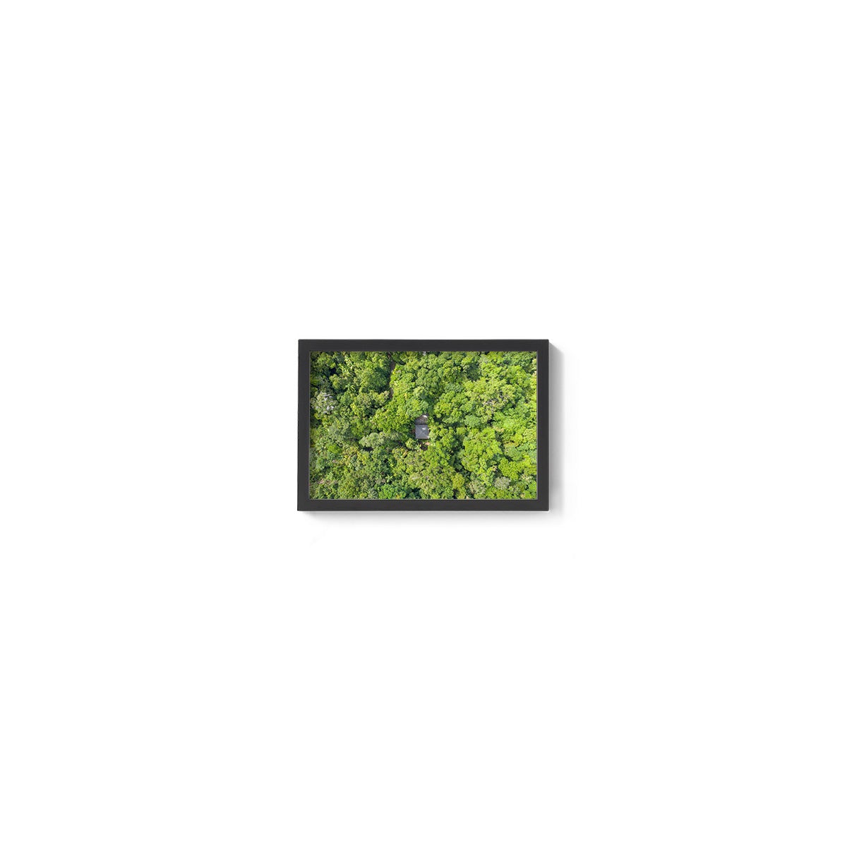 Black Palm Cape Tribulation - Framed Print