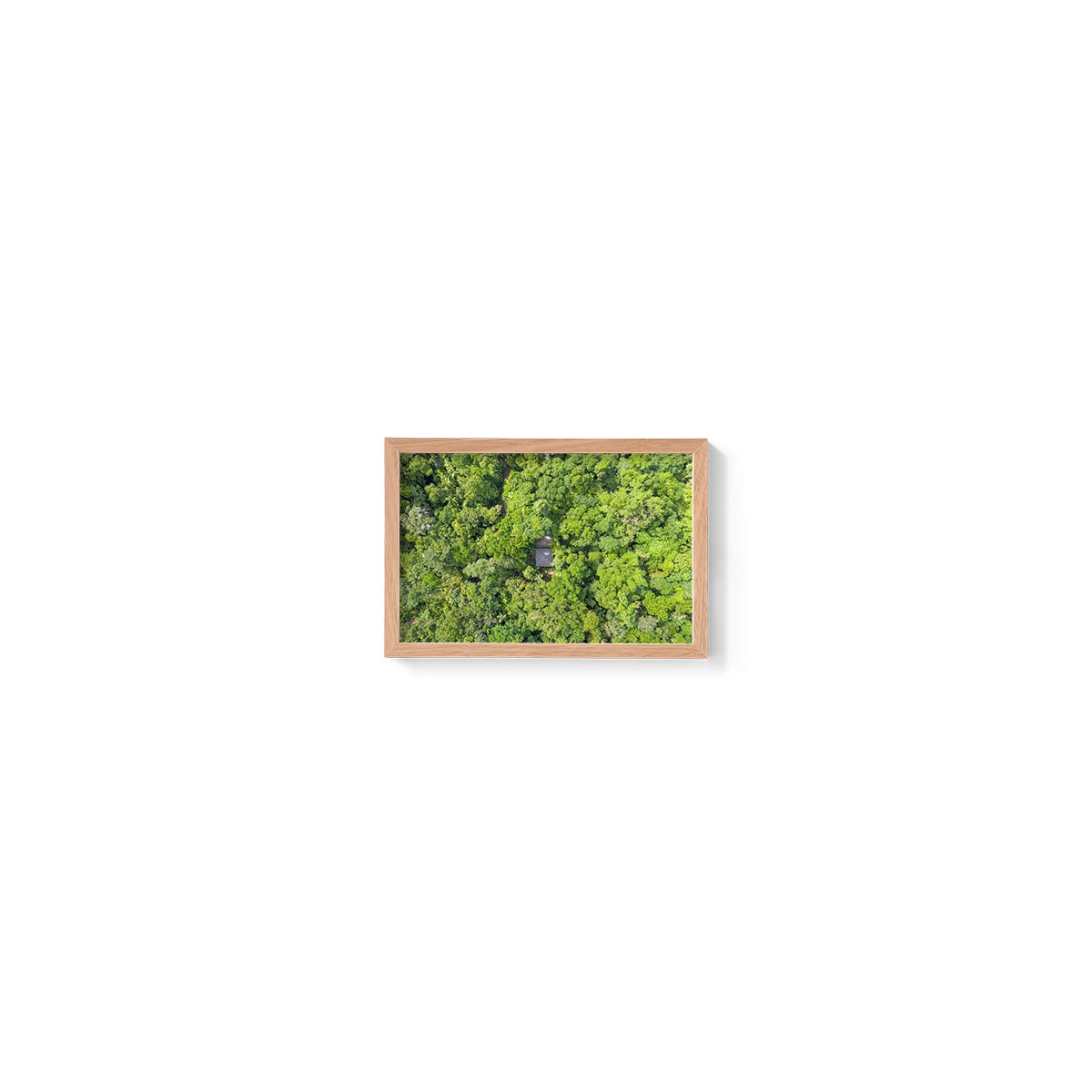 Black Palm Cape Tribulation - Framed Print