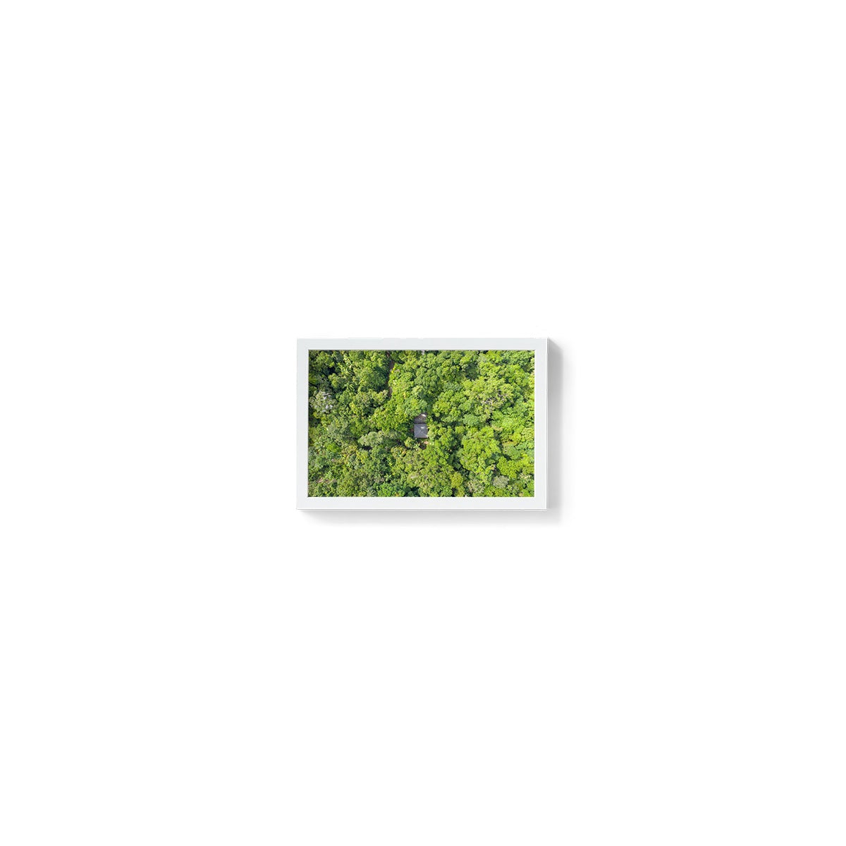Black Palm Cape Tribulation - Framed Print