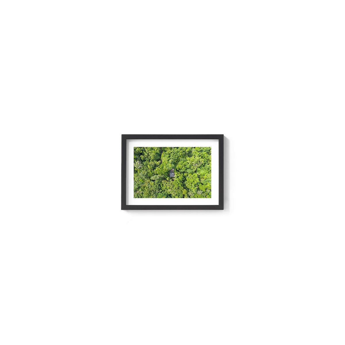 Black Palm Cape Tribulation - Framed Print