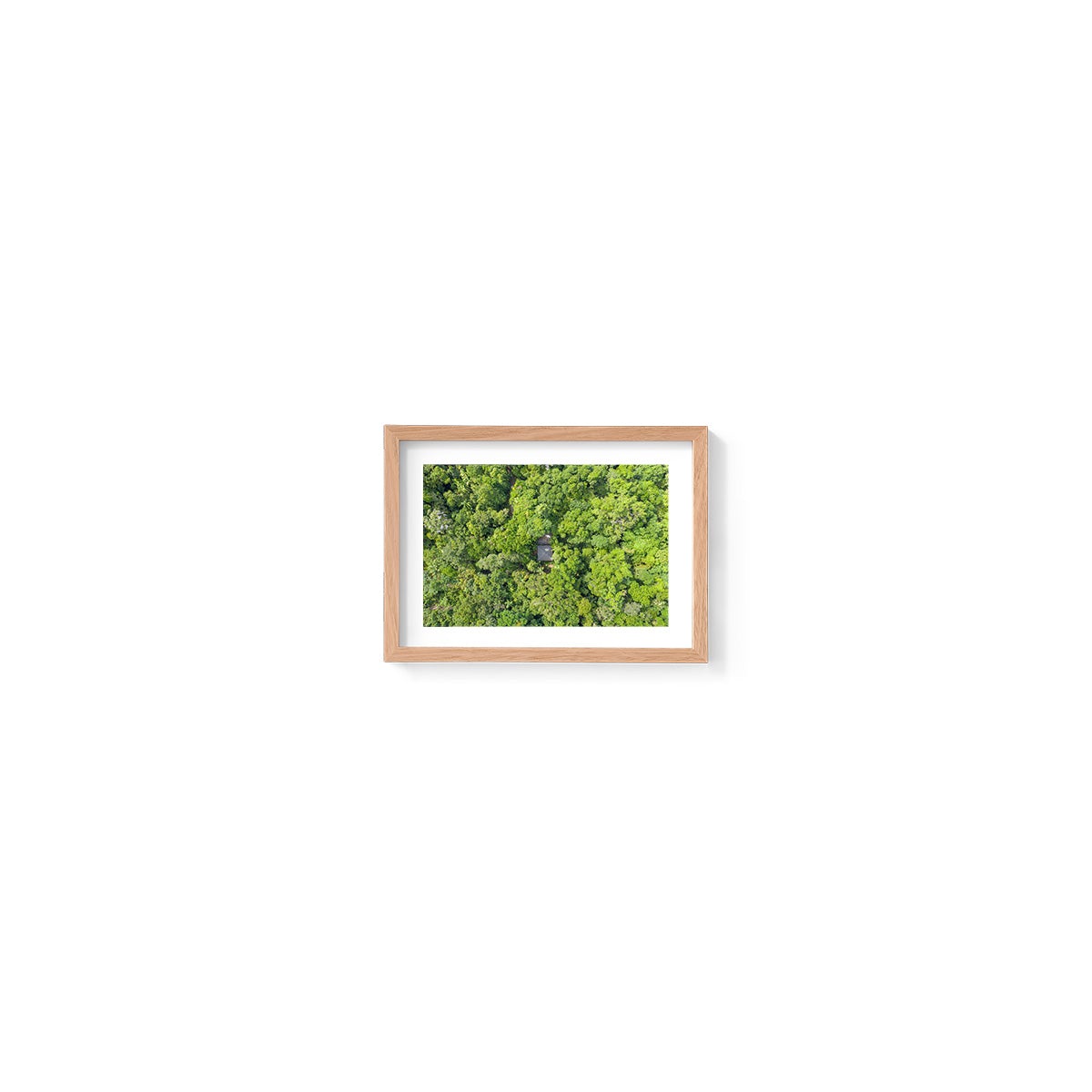 Black Palm Cape Tribulation - Framed Print