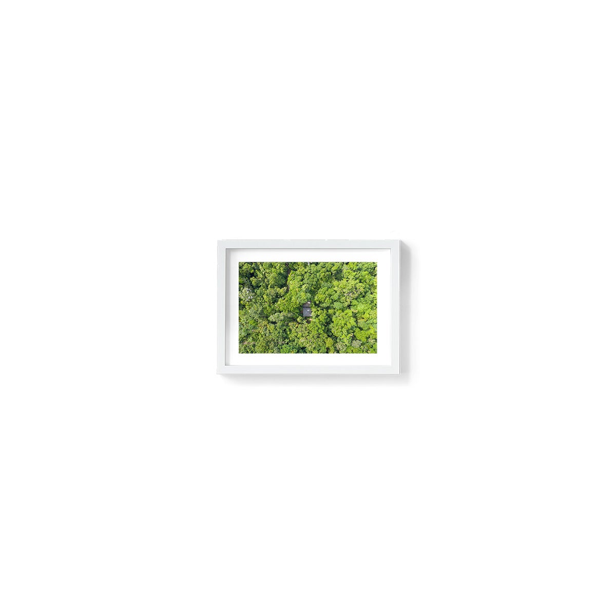Black Palm Cape Tribulation - Framed Print