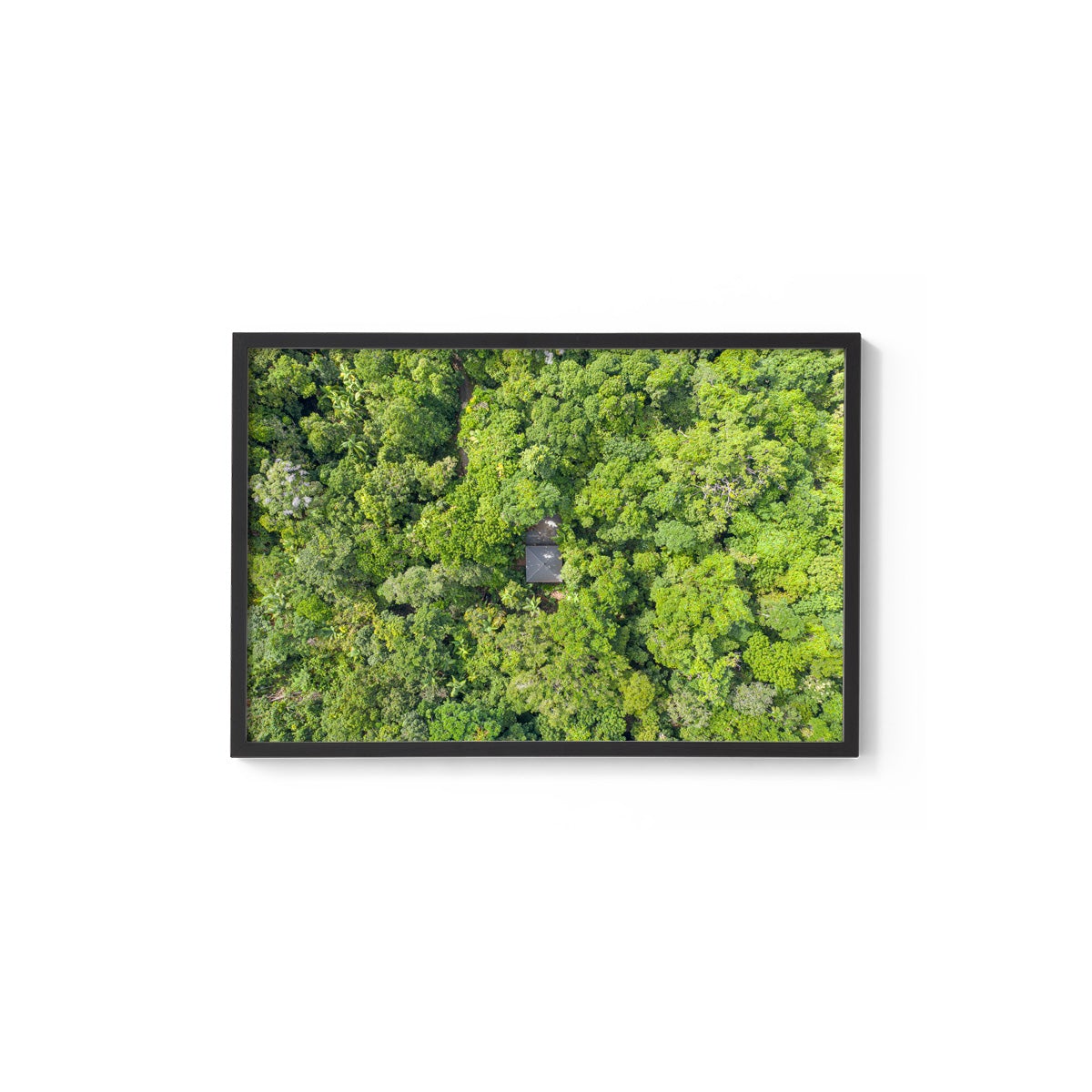 Black Palm Cape Tribulation - Framed Print