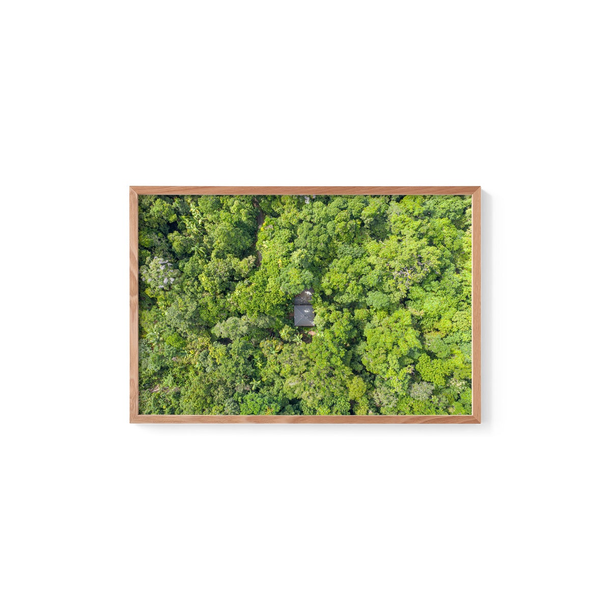 Black Palm Cape Tribulation - Framed Print