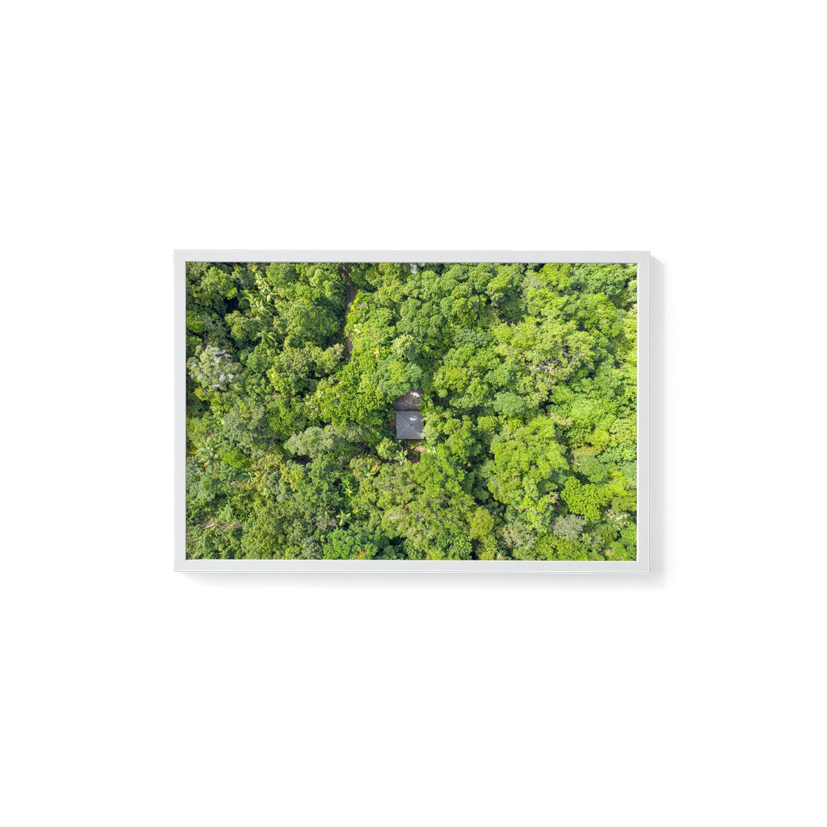 Black Palm Cape Tribulation - Framed Print
