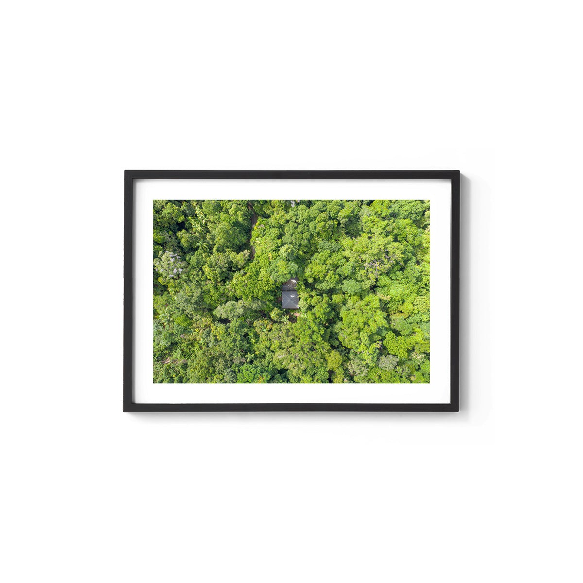 Black Palm Cape Tribulation - Framed Print