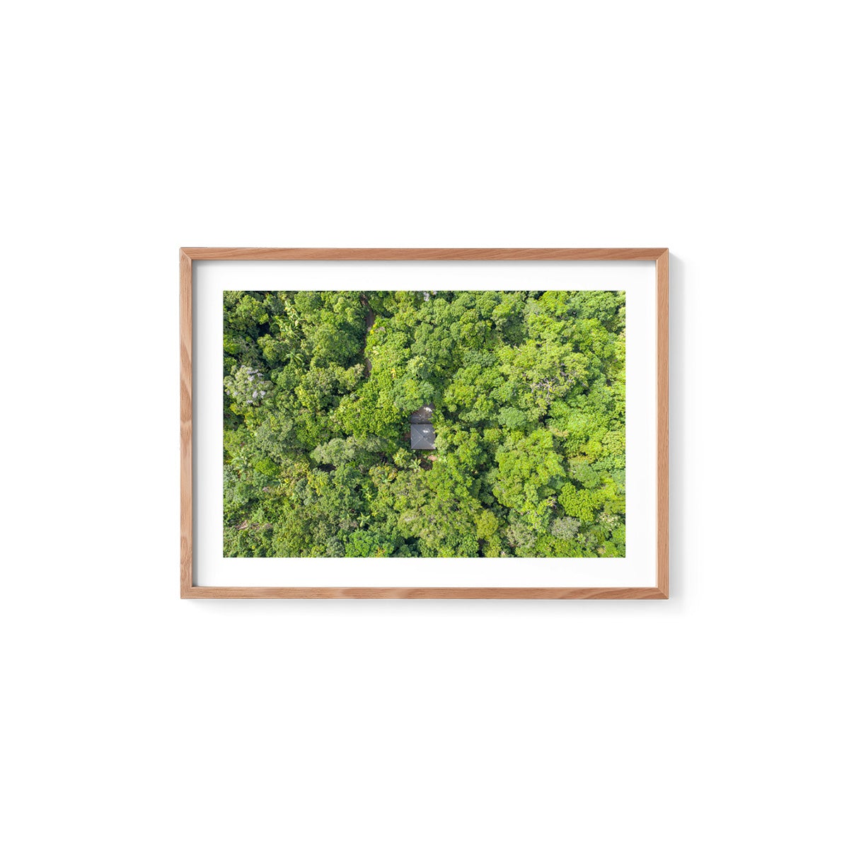 Black Palm Cape Tribulation - Framed Print