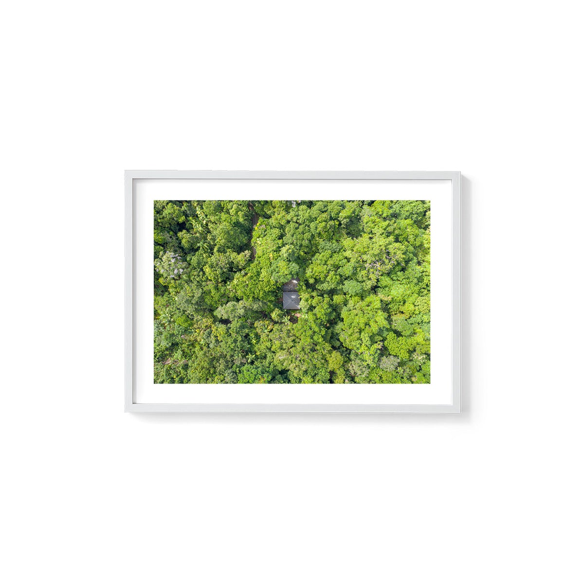 Black Palm Cape Tribulation - Framed Print