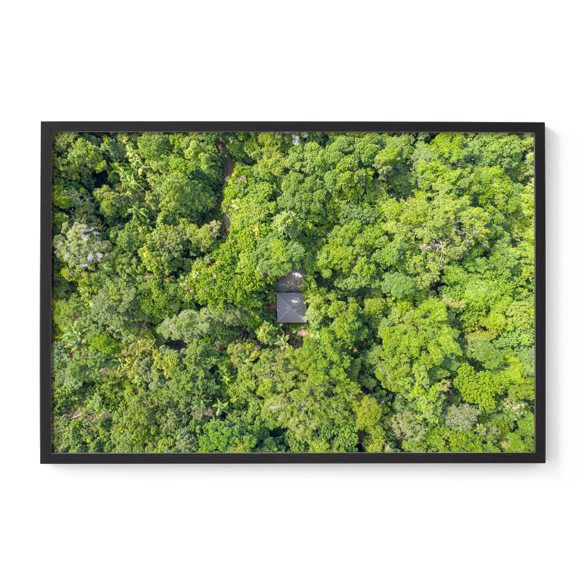 Black Palm Cape Tribulation - Framed Print
