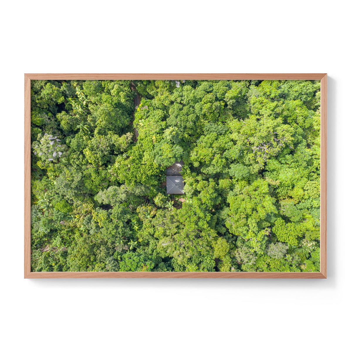 Black Palm Cape Tribulation - Framed Print