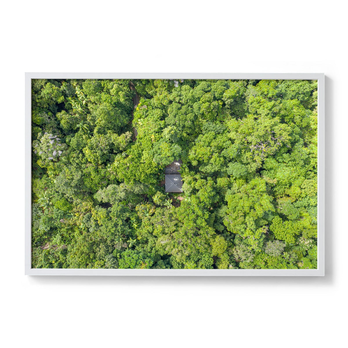 Black Palm Cape Tribulation - Framed Print