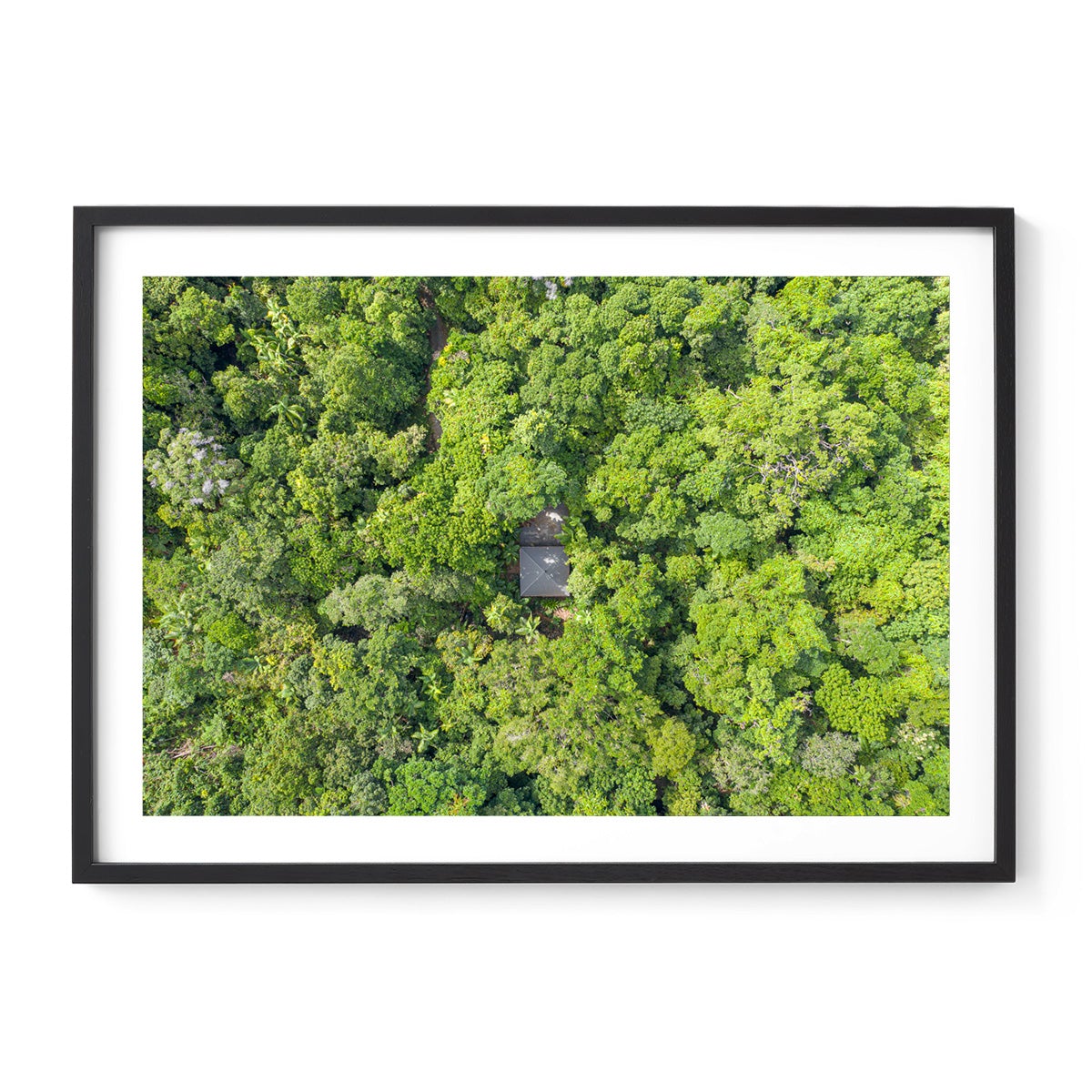 Black Palm Cape Tribulation - Framed Print