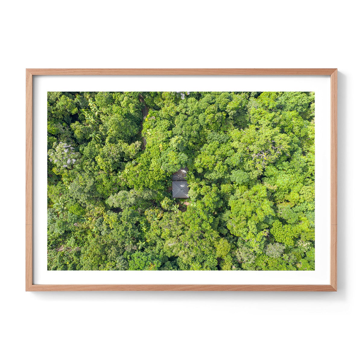 Black Palm Cape Tribulation - Framed Print