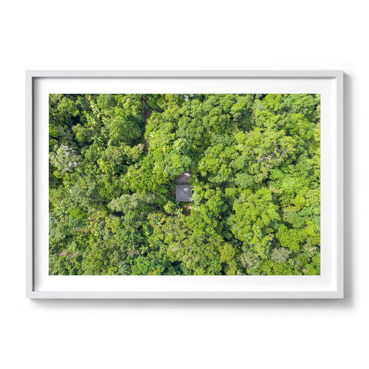Black Palm Cape Tribulation - Framed Print