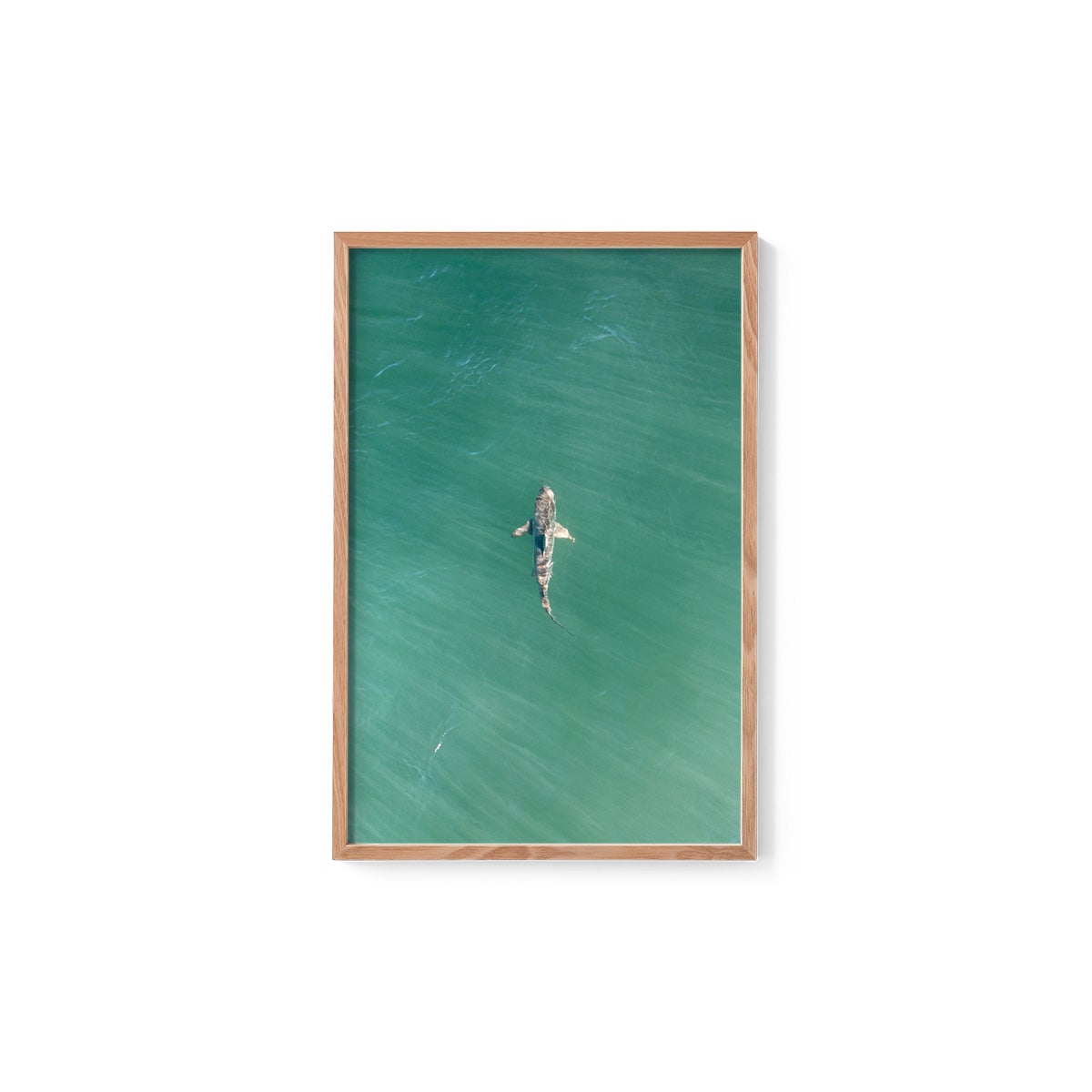 Shark! Riddell Beach - Framed Print