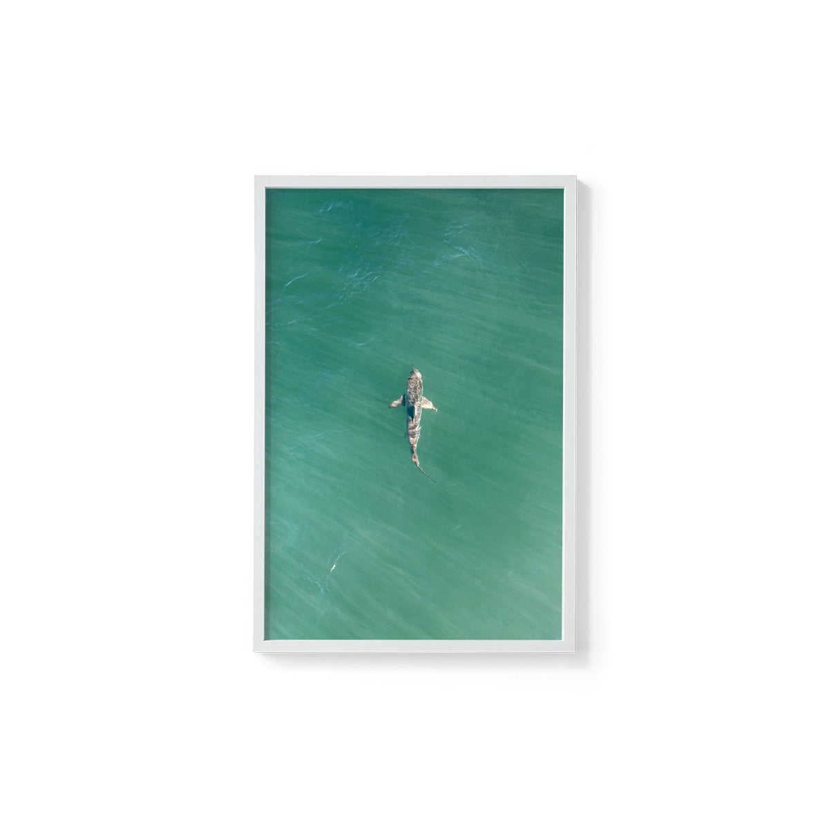 Shark! Riddell Beach - Framed Print