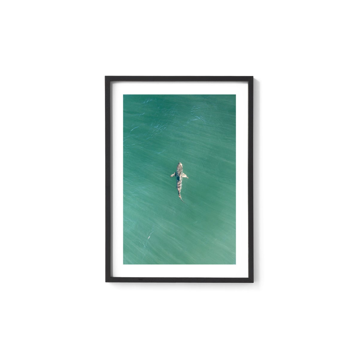 Shark! Riddell Beach - Framed Print