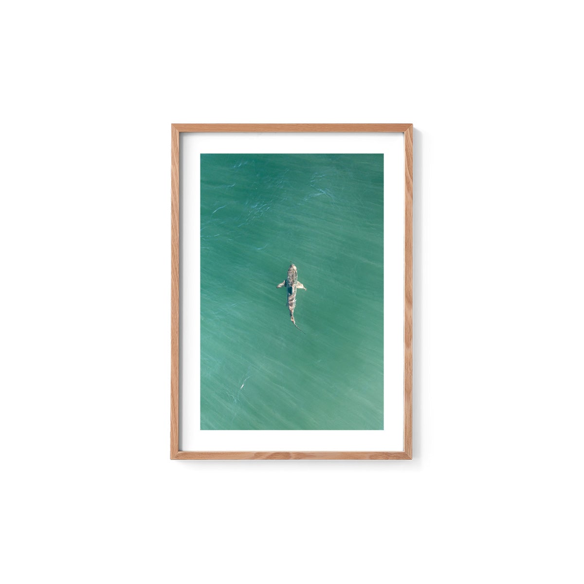 Shark! Riddell Beach - Framed Print