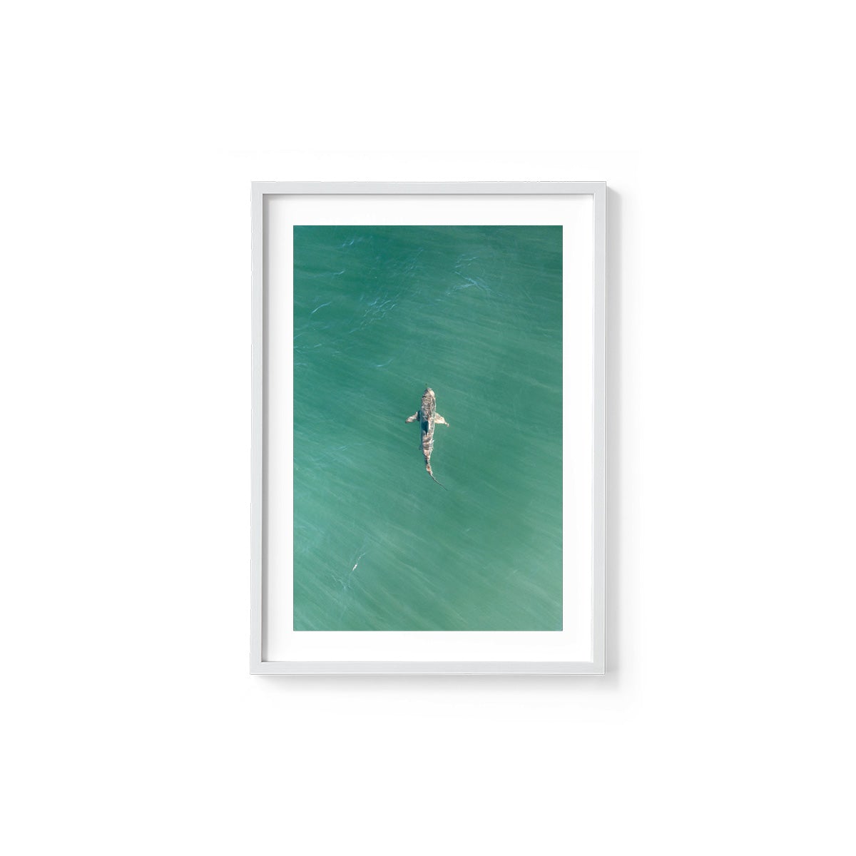 Shark! Riddell Beach - Framed Print