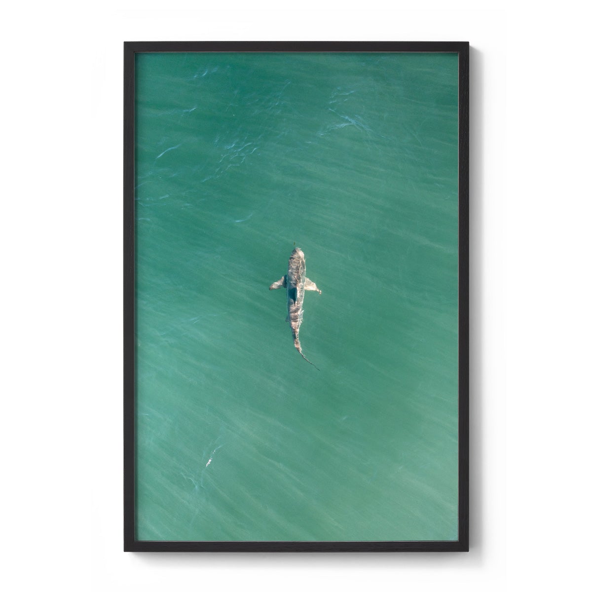 Shark! Riddell Beach - Framed Print