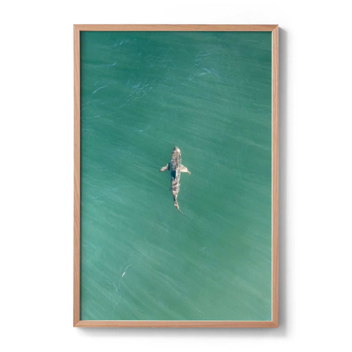 Shark! Riddell Beach - Framed Print