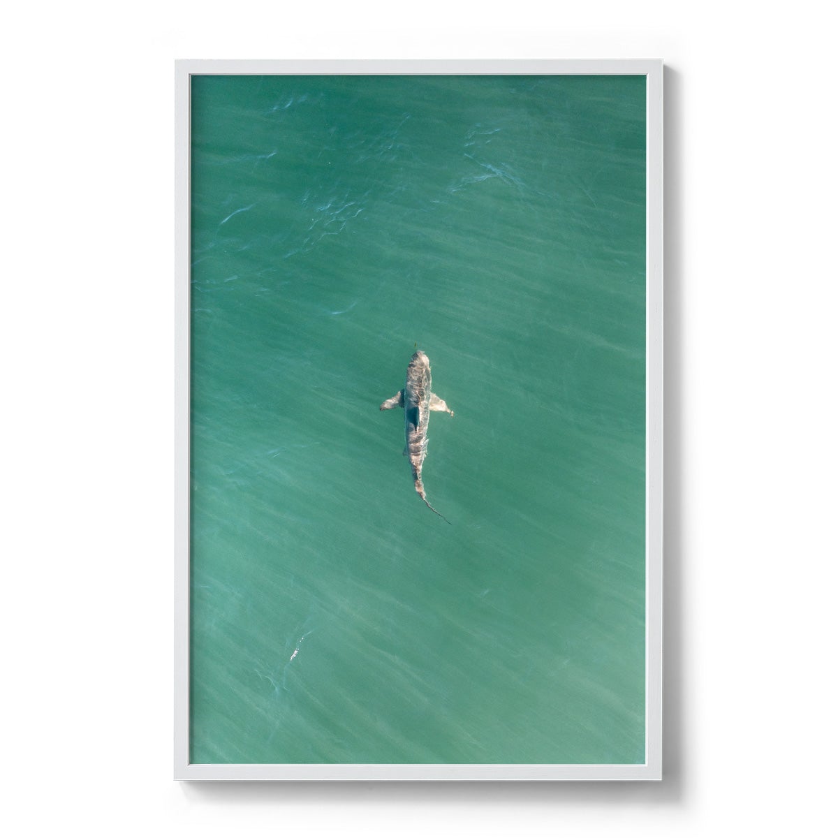Shark! Riddell Beach - Framed Print