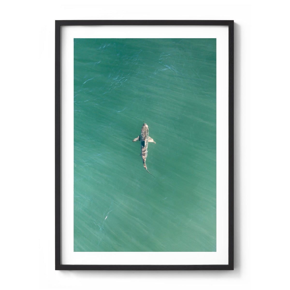 Shark! Riddell Beach - Framed Print