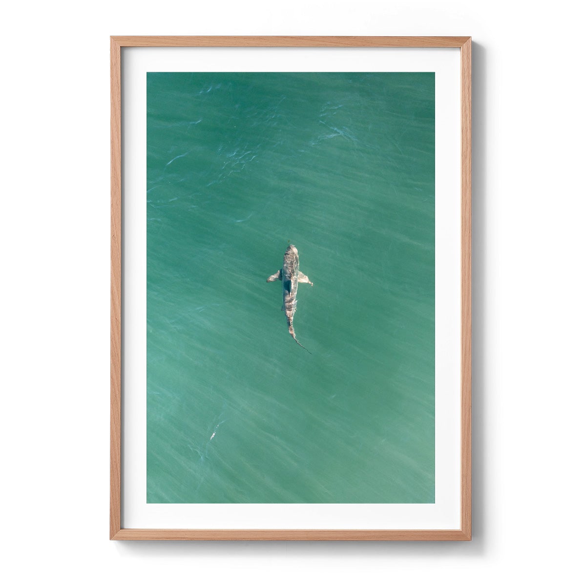 Shark! Riddell Beach - Framed Print