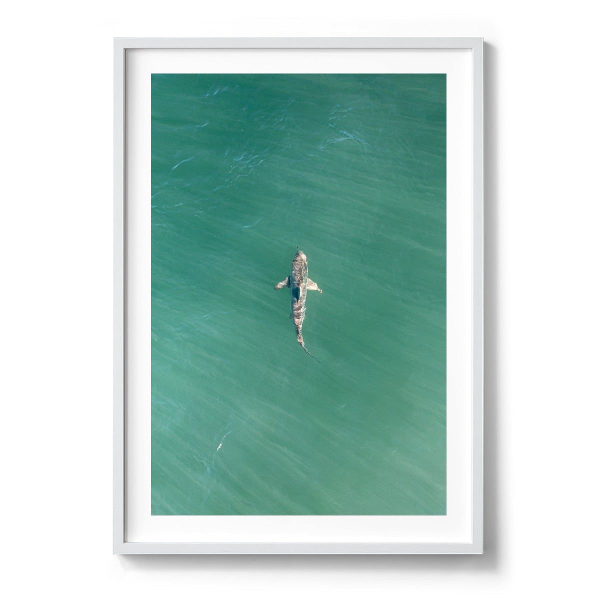 Shark! Riddell Beach - Framed Print
