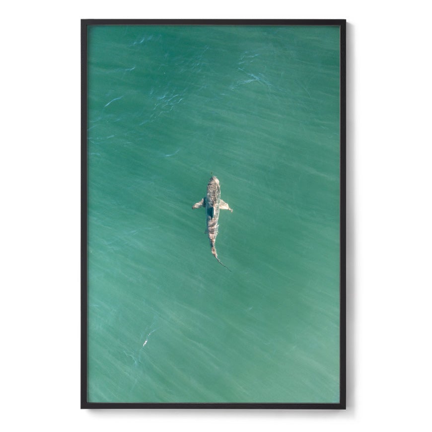 Shark! Riddell Beach - Framed Print