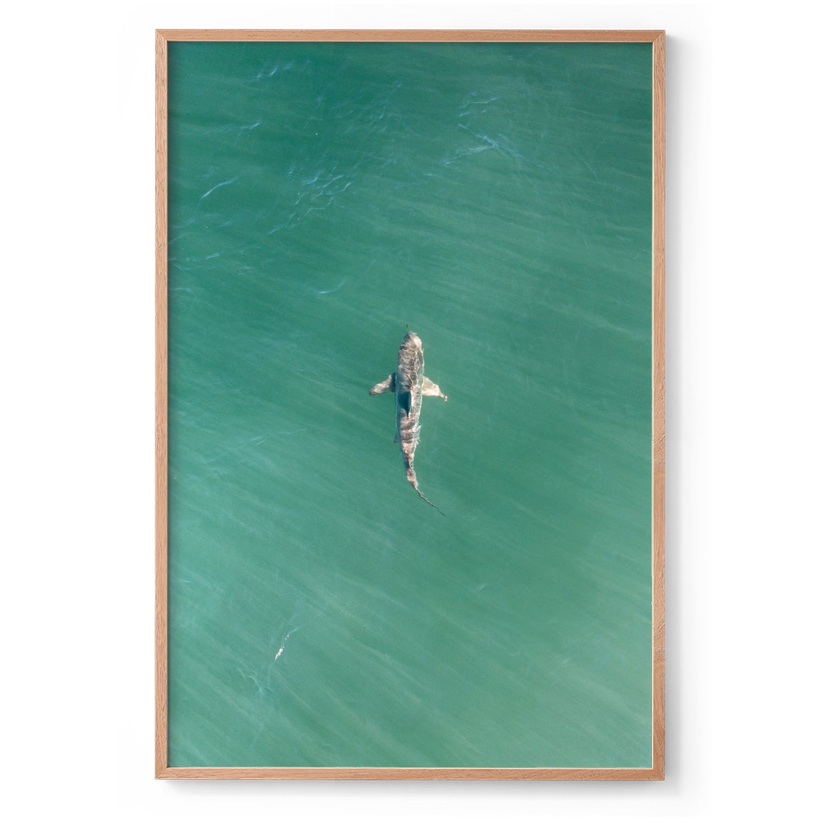 Shark! Riddell Beach - Framed Print
