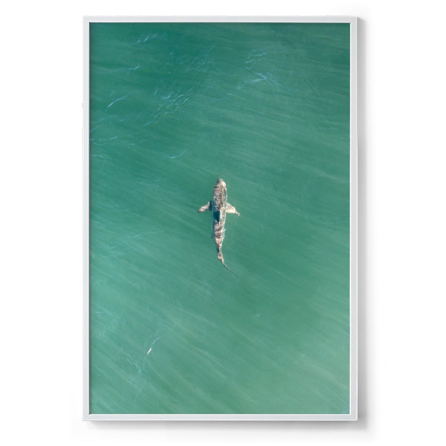 Shark! Riddell Beach - Framed Print