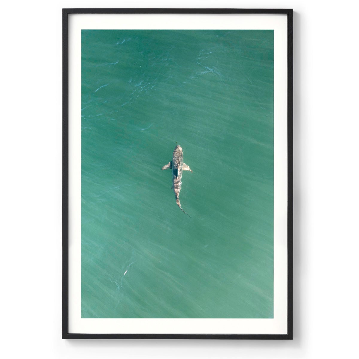 Shark! Riddell Beach - Framed Print