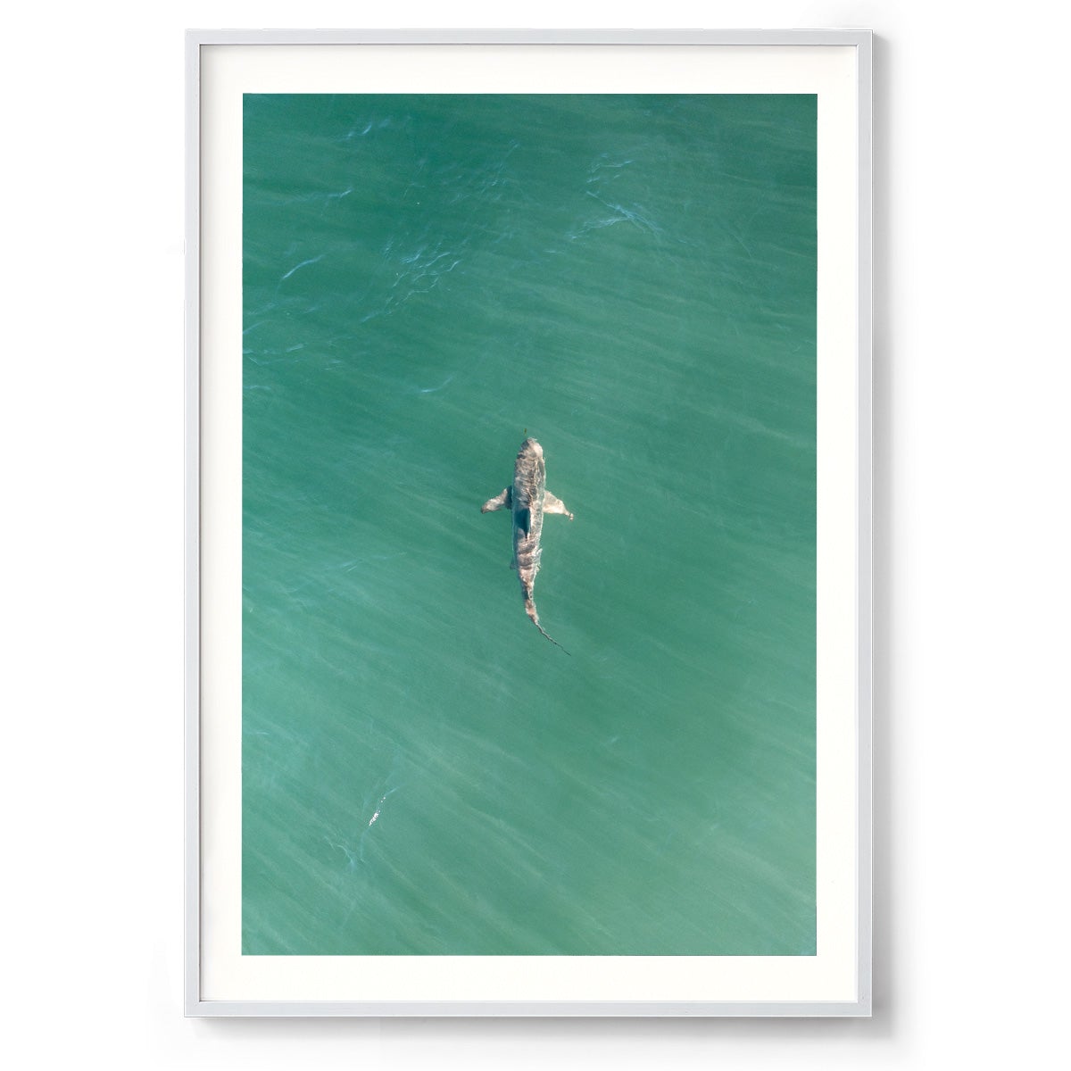 Shark! Riddell Beach - Framed Print