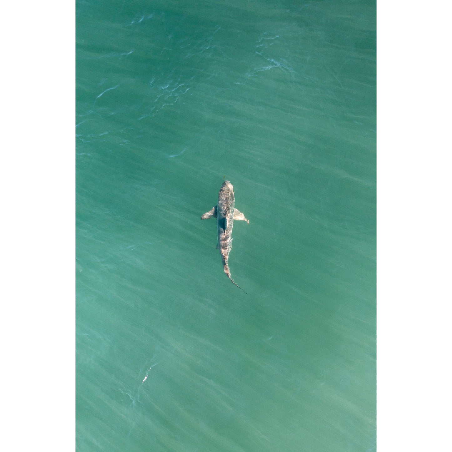 Shark! Riddell Beach - Framed Print