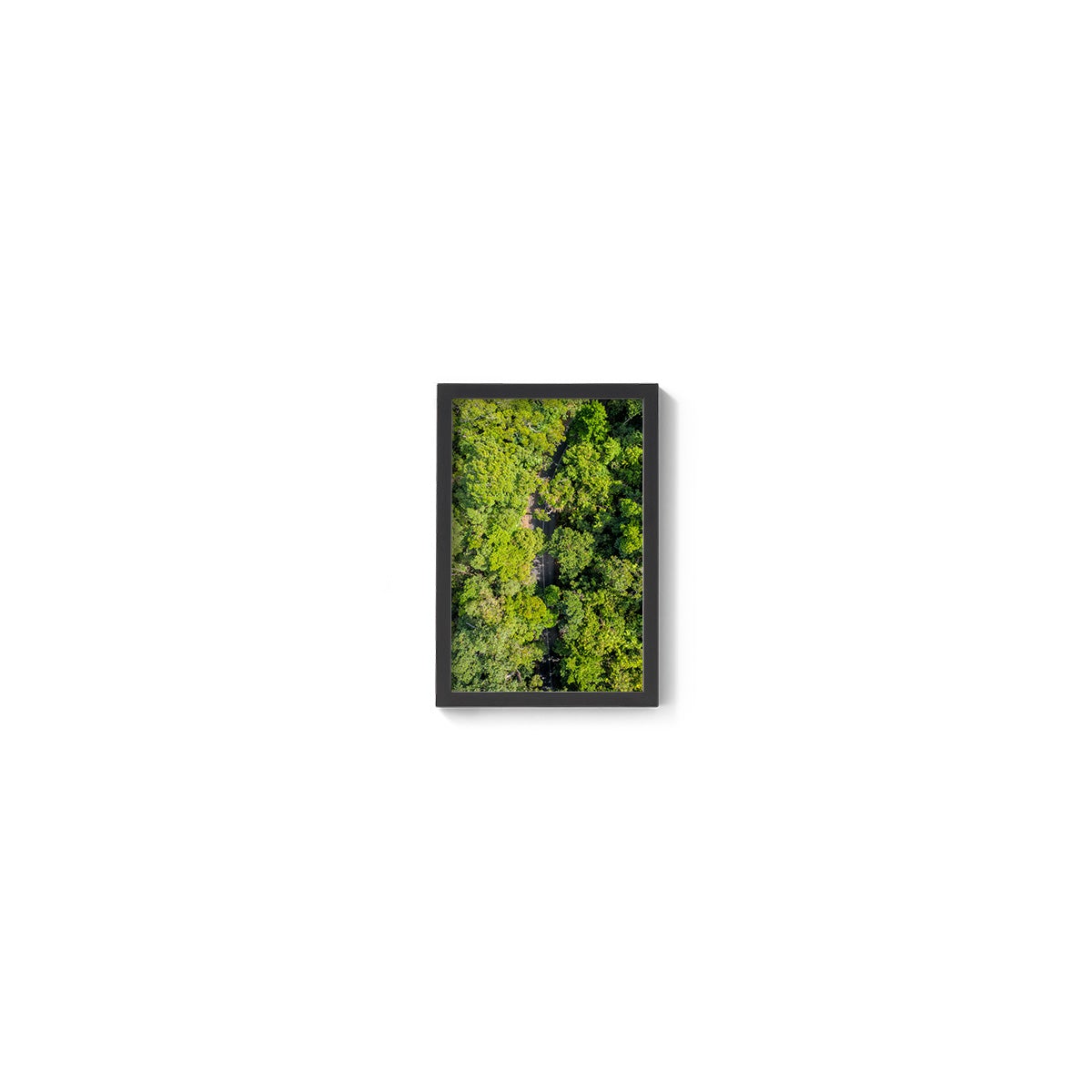 Cape Tribulation Road #2 - Framed Print