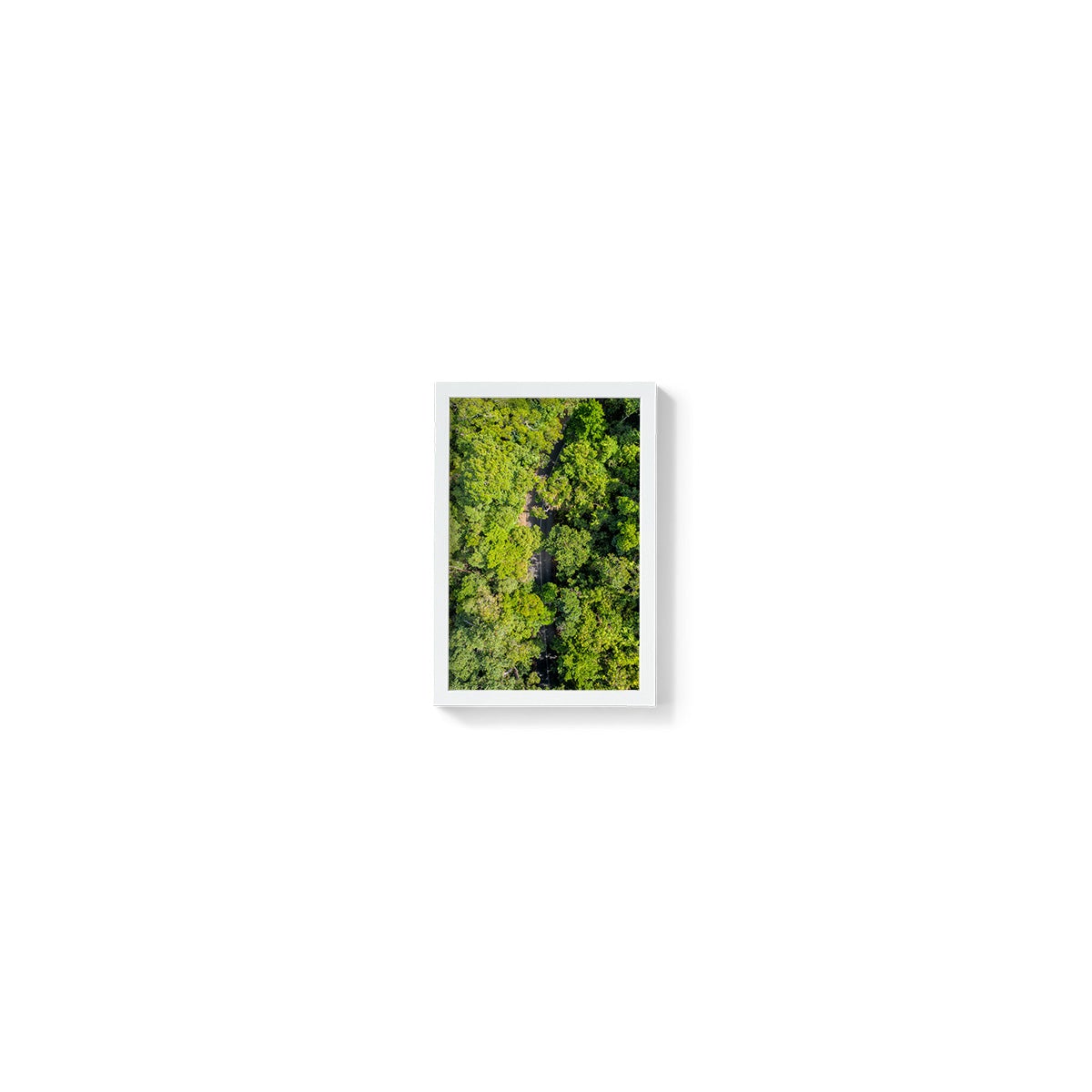 Cape Tribulation Road #2 - Framed Print