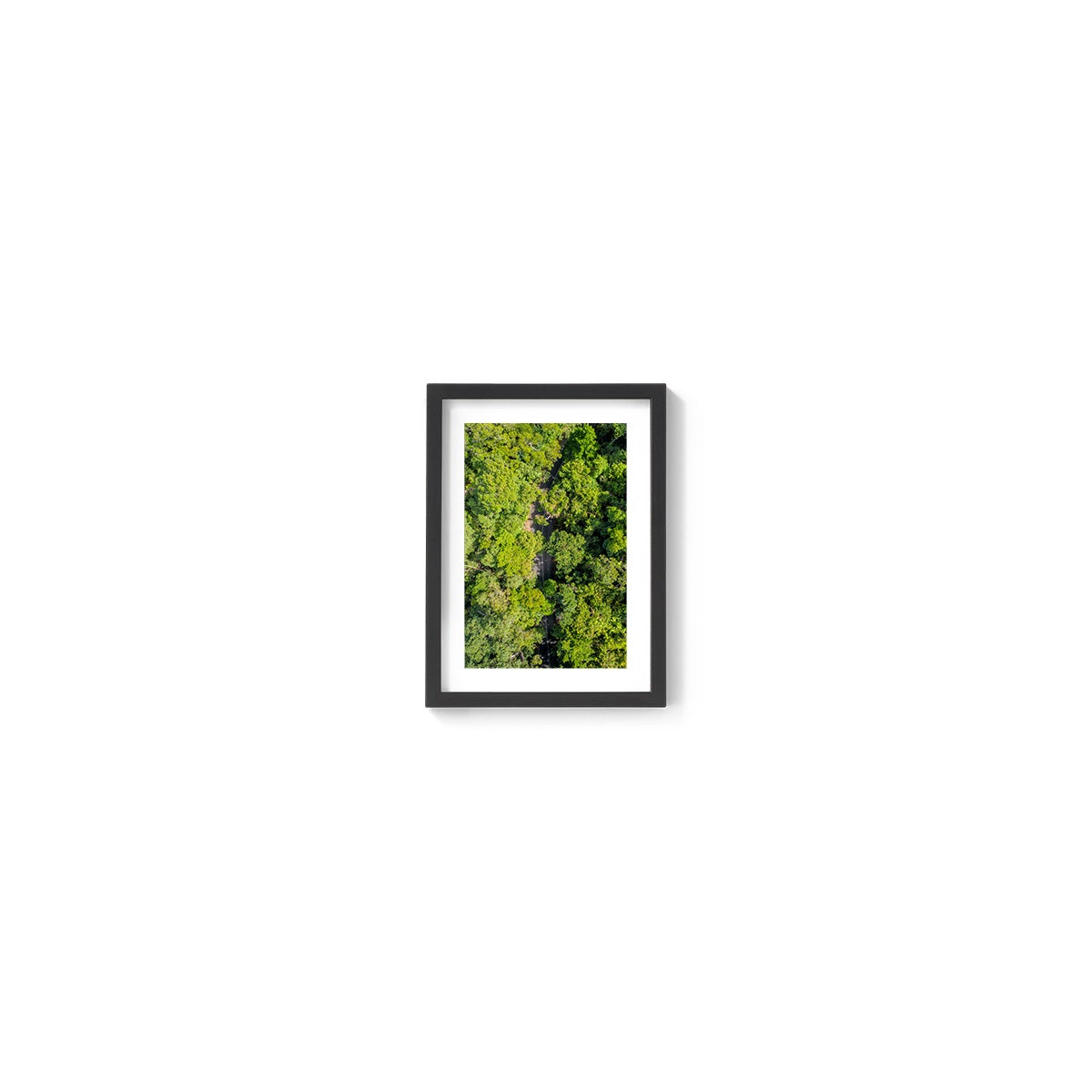 Cape Tribulation Road #2 - Framed Print