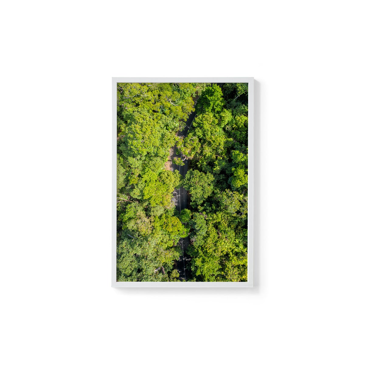 Cape Tribulation Road #2 - Framed Print