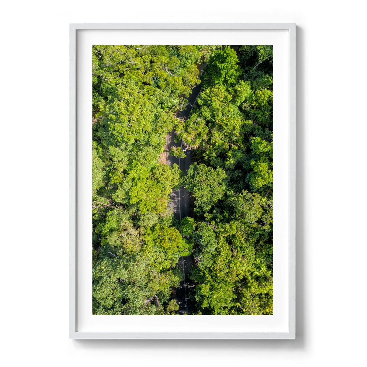 Cape Tribulation Road #2 - Framed Print